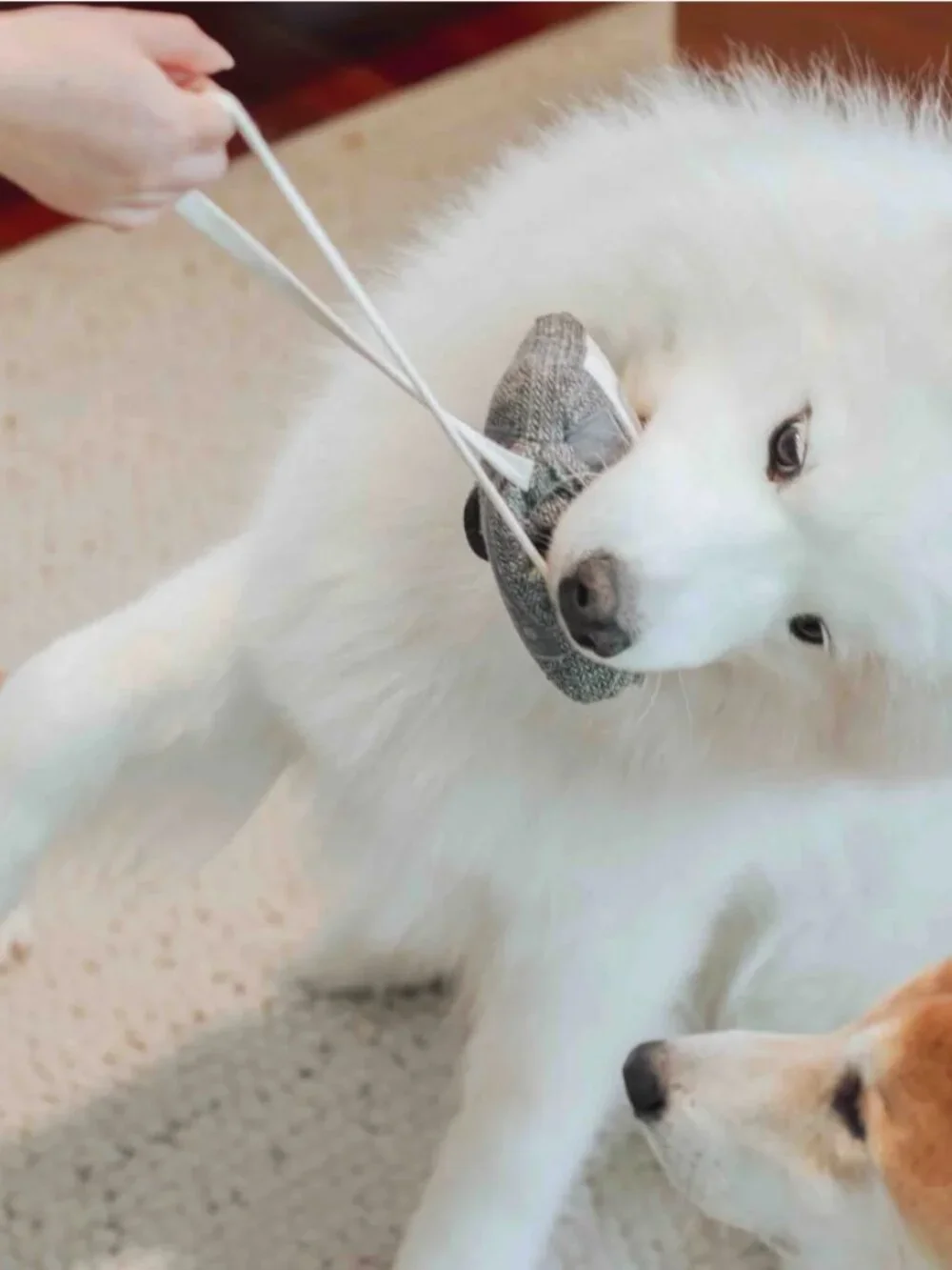 Lambwolf collective Cassette  snuffle + squeaky dog toy, NWOT